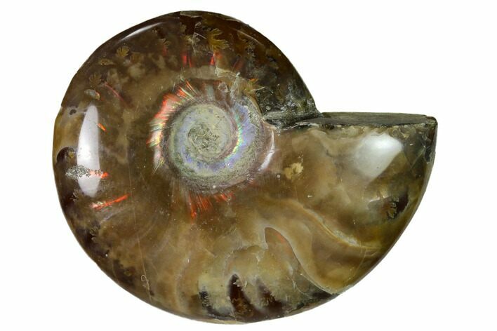 Red Flash Ammonite Fossil - Madagascar #151698